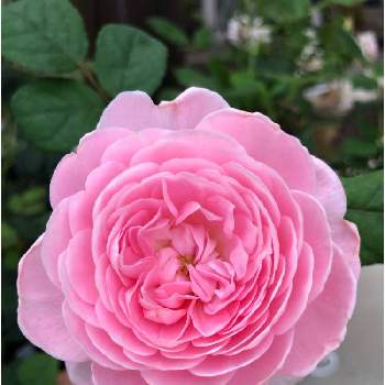 バラ　クイーンオブスウェーデンの画像 by みみとねねさん | エントランスとおうち園芸とバラ　クイーンオブスウェーデンと花のある暮らしとかわいいな♡とななちち印