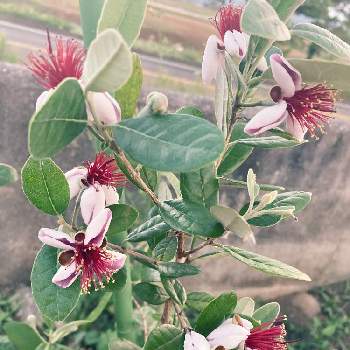 フェイジョア アポロの投稿画像一覧 Greensnap グリーンスナップ