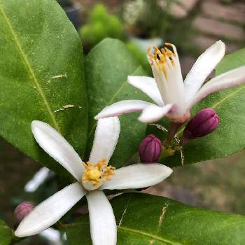 レモンの花の投稿画像一覧 Greensnap グリーンスナップ