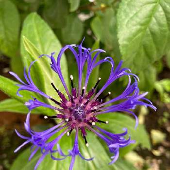 セントーレアモンタナの画像 by みゅうさん | 小さな庭とセントーレアモンタナと花のある暮らしと紫のお花と宿根草♪