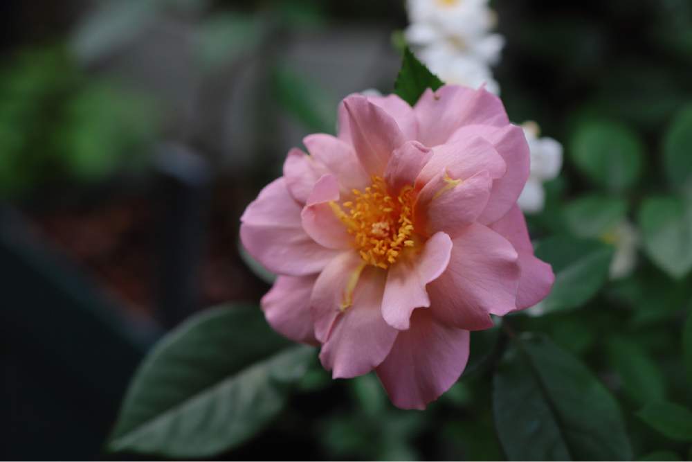 小さな庭の画像 by tokitokiさん | 小さな庭とラベンダーピノキオとバラ・オールドローズとバラ・ミニバラとばら バラ 薔薇