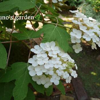 カシワバアジサイ スノークイーンの投稿画像一覧 Greensnap グリーンスナップ カシワバアジサイ スノークイーンの投稿画像一覧 Greensnap グリーンスナップ