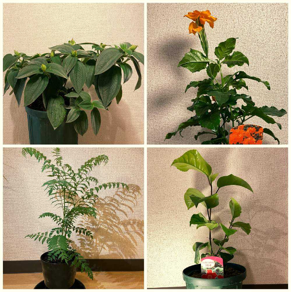 購入記録 国華園貝塚店 Greensnap グリーンスナップ