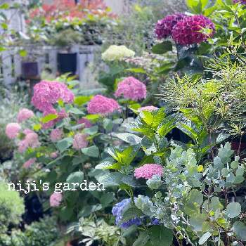植物オタクの画像 by nijiさん | 小さな庭と紫陽花とアナベルと植物のある暮らしと植物オタクとjunkと植中毒と多肉女子とタニラー