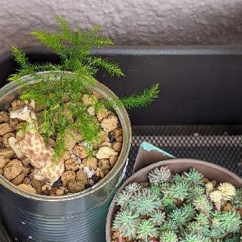 アスパラガスの投稿画像一覧 Greensnap グリーンスナップ