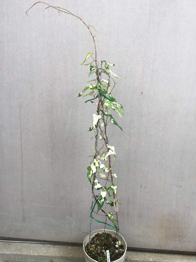 摩り枯らし