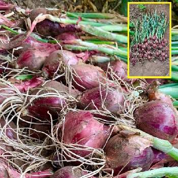 紫タマネギの投稿画像一覧 Greensnap グリーンスナップ