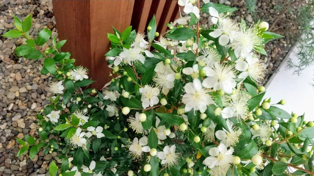 ギンバイカ Greensnap グリーンスナップ