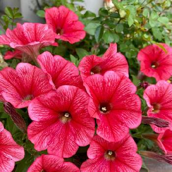 ナメクジ退治の投稿画像一覧 Greensnap グリーンスナップ