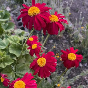赤花除虫菊の投稿画像一覧 Greensnap グリーンスナップ