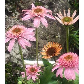 エキナセア*ラズベリートラッフルの画像 by メリーさん | 小さな庭と2年目とおうち園芸とエキナセア*ラズベリートラッフルと鉢植えと花のある暮らし