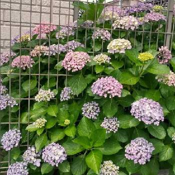 オカメアジサイの投稿画像一覧 Greensnap グリーンスナップ