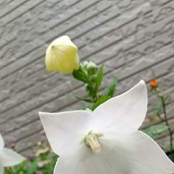 白のお花の画像 by ヒマワリさん | 小さな庭とプランターと白のお花と清楚とおうち園芸と桔梗♡