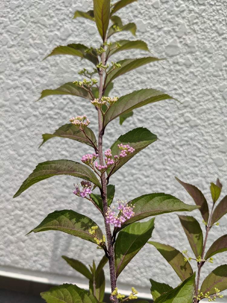 コムラサキの投稿画像 By かなめさん 紫式部 21月6月14日 Greensnap グリーンスナップ