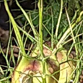 悲しい出来事の投稿画像一覧 Greensnap グリーンスナップ 悲しい出来事の投稿画像一覧 Greensnap グリーンスナップ