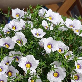 ニーレンべルキアの投稿画像一覧 Greensnap グリーンスナップ