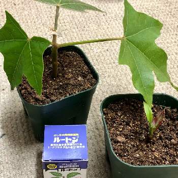 ルートン 発根促進剤 の投稿画像一覧 Greensnap グリーンスナップ