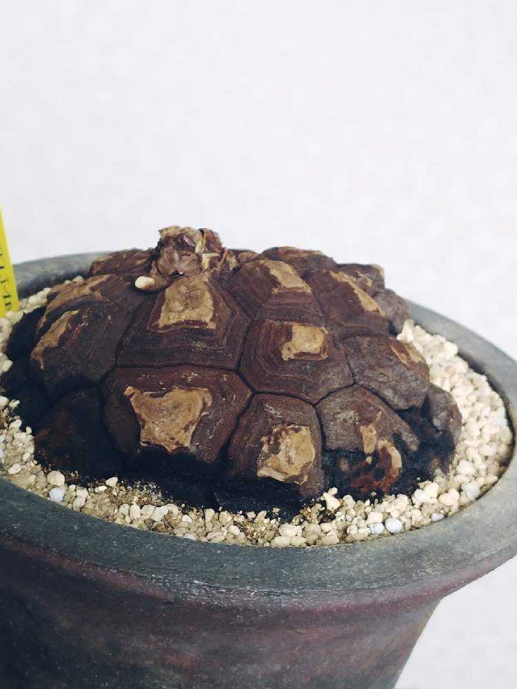 メキシコ亀甲竜 レア Dioscorea mexicana 現地株 大株 未発根 Dioscorea Mexicana メキシコ亀甲竜 （個体番号MKR-34） - アグリューム