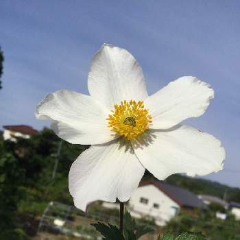 アネモネ ワイルドスワンの投稿画像一覧 Greensnap グリーンスナップ