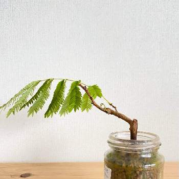 エバーフレッシュ挿し木の投稿画像一覧 Greensnap グリーンスナップ