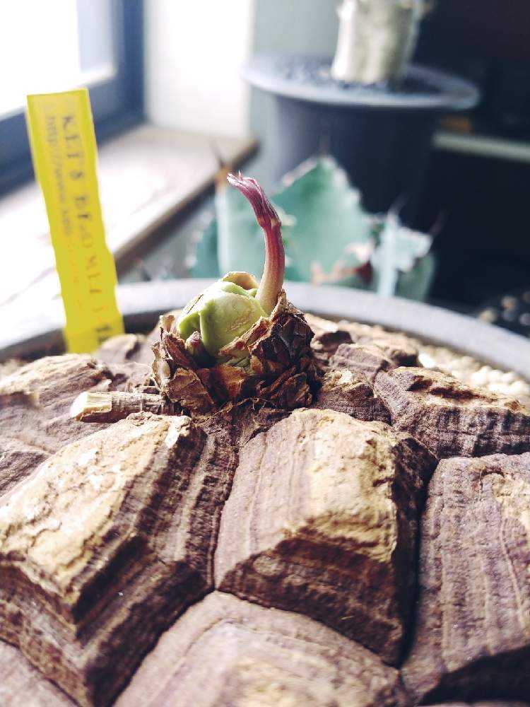 楽天市場】【ふるさと納税】Dioscorea Mexicana メキシコ亀甲竜