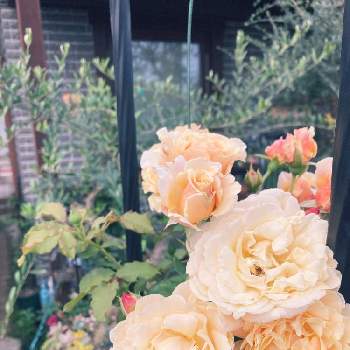 バラ　つるバラの画像 by oliveおりーぶさん | 小さな庭とナチュラルガーデンと花のある暮らしとバラ　つるバラ