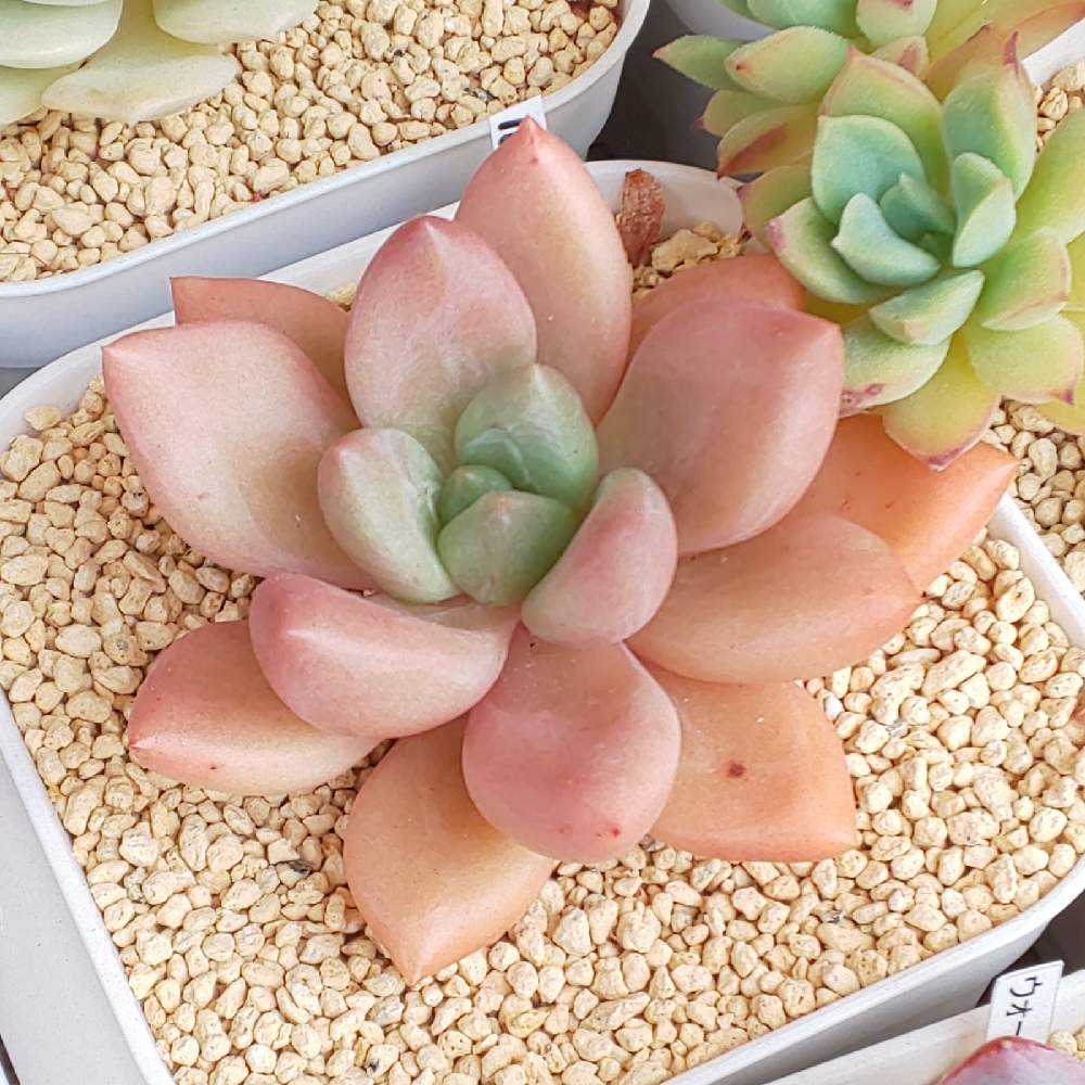 321 ルビードナの生長記録 2022.09.10更新｜🍀GreenSnap