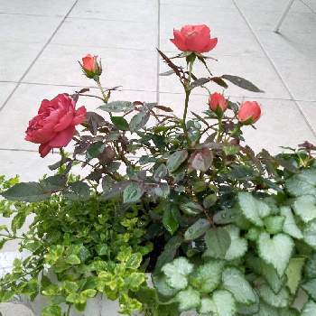 コーヒーオベーションの画像 by miuさん | 小さな庭とコーヒーオベーションと寄せ植えときれいな色と花のある暮らしとかわいいとばら 薔薇 バラ