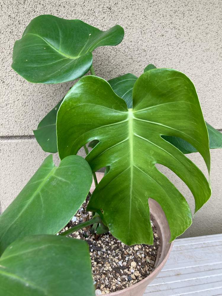 モンステラ属の投稿画像 By ひみこさん 観葉植物とモンちゃんと観葉植物himiと100均観葉植物と我が家の観葉植物 と葉っぱ好きとダイソー産と100均植物himiとど根性モンちゃんhimi 21月6月14日 Greensnap グリーンスナップ