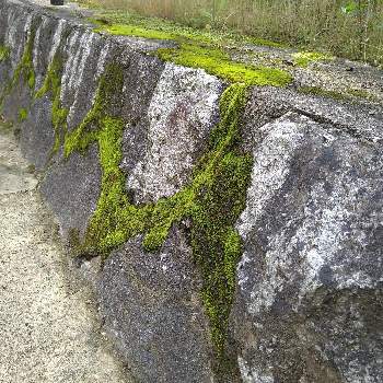 苔の付いた石の投稿画像一覧 Greensnap グリーンスナップ