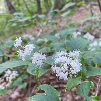 サワフタギの投稿画像一覧 Greensnap グリーンスナップ