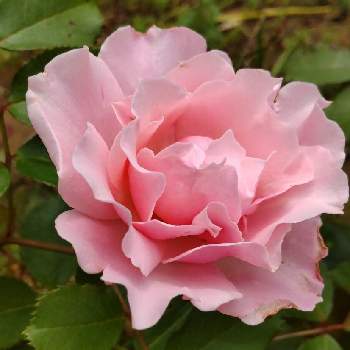 挿木からの画像 by ゆったりゆっこさん | 広い庭と薔薇とピンクの花と挿木から