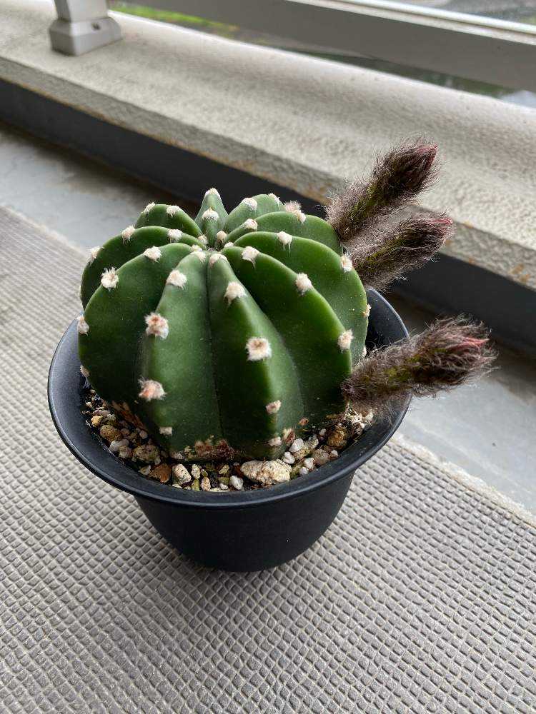 棘無短毛丸の花を咲かせたい❣️｜🍀GreenSnap（グリーンスナップ）
