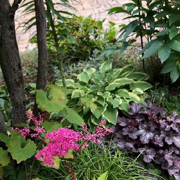 京 鹿の子の投稿画像一覧 Greensnap グリーンスナップ