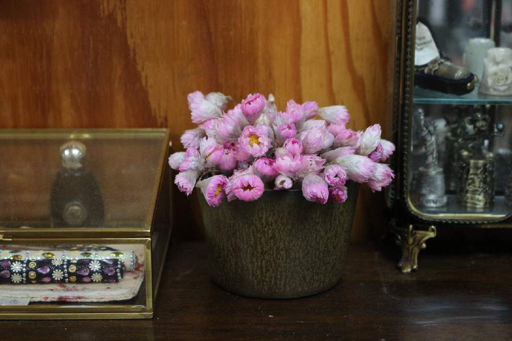 ローダンセの投稿画像 By Eikoの庭さん 庭の花と手作りの庭とお庭のお花とナチュラルガーデンとおうち園芸とポタジェとガーデニングと花のある暮らし 21月6月14日 Greensnap グリーンスナップ