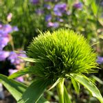 ダイアンサス(ナデシコ)レディイングリーンの一覧｜?GreenSnap 