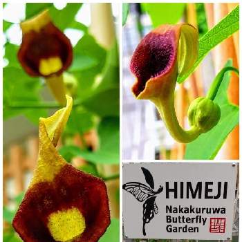 ウマノスズクサ属の投稿画像一覧 Greensnap グリーンスナップ