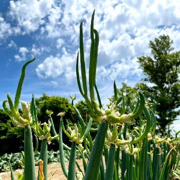 やぐらネギの投稿画像一覧 Greensnap グリーンスナップ