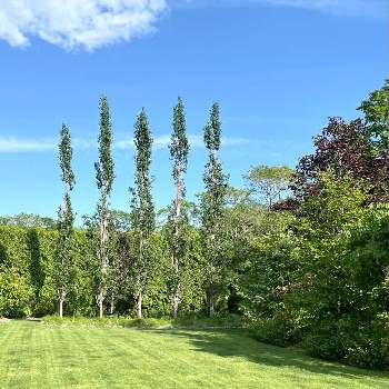 北海道のガーデンの画像 by tomoさん | お出かけ先と芝生とイコロの森と初夏と北海道からと新緑と芝生の庭と北海道のガーデンと青い空と森林浴