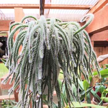 リプサリス ホリダの投稿画像一覧 Greensnap グリーンスナップ