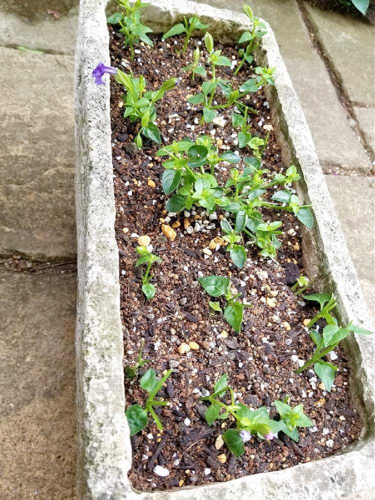 ✳* エリコイデス ✳* 挿し穂 🌱挿し芽&挿し木🌱でふやそう🙋｜🍀GreenSnap（グリーンスナップ）