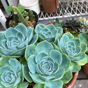 開き過ぎた の投稿画像一覧 Greensnap グリーンスナップ