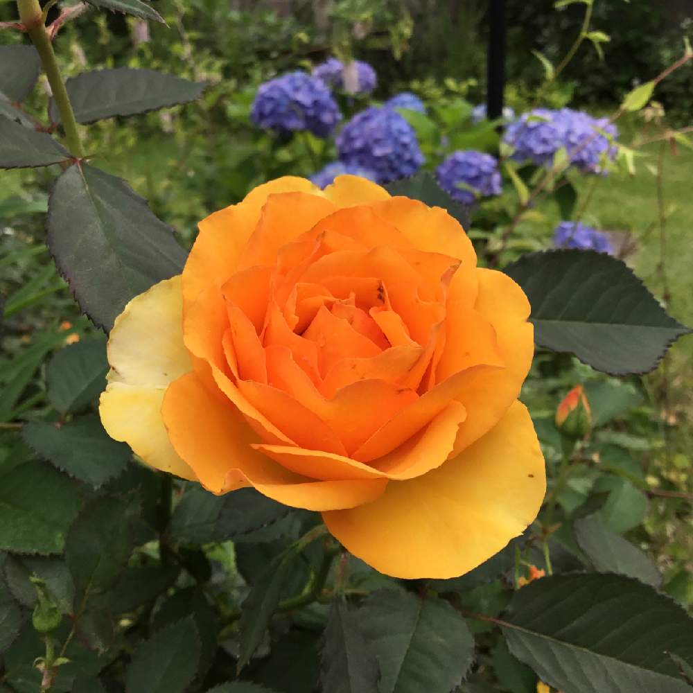 バラの投稿画像 By うみ さん 六月とオレンジ色の花と元気の出る花と梅雨と花のある暮らしと初夏のお花 21月6月 14日 Greensnap グリーンスナップ