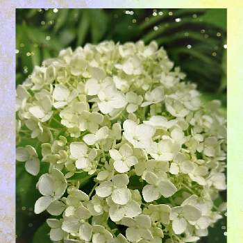 白のお花の画像 by syamunekoさん | 小さな庭と紫陽花 アナベルと紫陽花 アジサイ あじさいと猫大好き‼と白のお花とｷﾓｶﾜ倶楽部