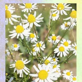 ジャーマンカモミールの投稿画像一覧 Greensnap グリーンスナップ