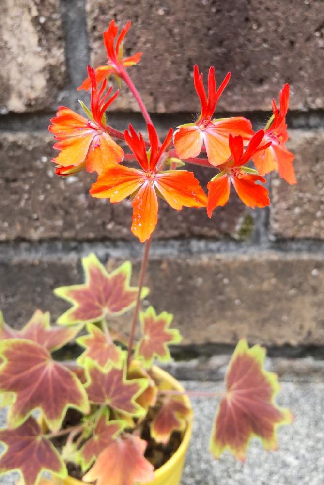 もみじ葉ゼラニウムの投稿画像 By Pikocoさん 挿し芽とお花大好き と挿し木と斑入り好き とおうち園芸と季節のお花と鉢植えと花のある暮らし 21月6月14日 Greensnap グリーンスナップ