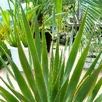 ドラセナ ドラコの投稿画像一覧 Greensnap グリーンスナップ