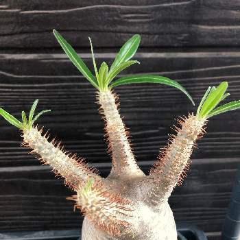 マダガスカル原産の投稿画像一覧 Greensnap グリーンスナップ