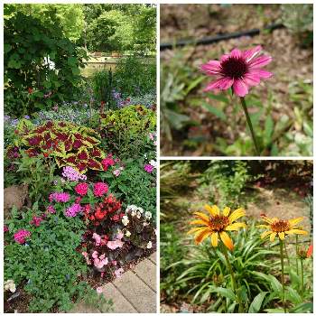 素敵な庭園の投稿画像一覧 Greensnap グリーンスナップ