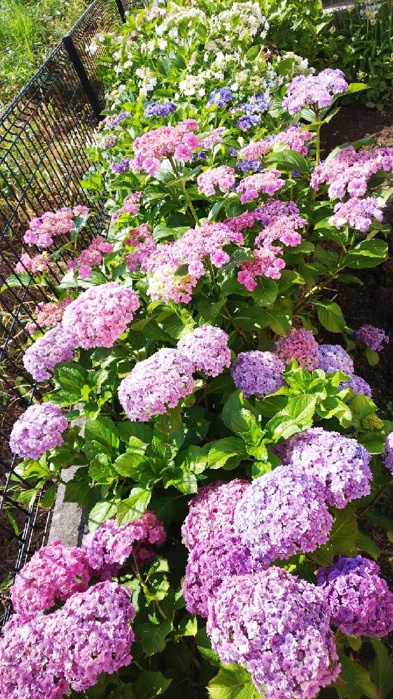 紫陽花 ギャラクシーの投稿画像 By Pandaさん 紫陽花 てまりてまりとアジサイ 卑弥呼と紫陽花 すみだのはなび とアジサイ おはようと紫色の花とおうち園芸と白いはなと梅雨と紫陽花 アジサイ あじさいとアジサイ 紫陽花とピンク色の花と白色の花と地植え 21月6月14日